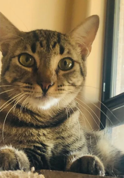 An adult medium-sized female Tabby cat named Poppy for adoption in Oro Valley, AZ