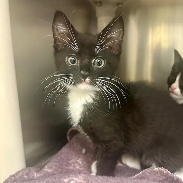 A baby medium-sized male Domestic Medium Hair cat named Ned for adoption in Walnut Creek, CA