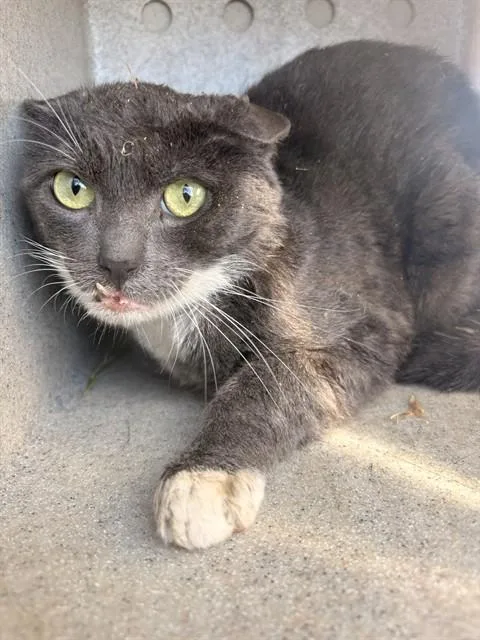 An adult medium-sized male Domestic Short Hair cat named Tom for adoption in Baldwin Park, CA