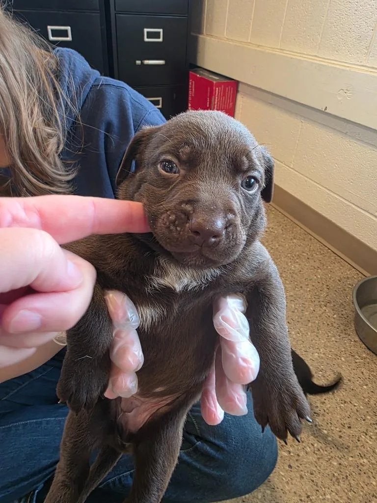 A baby medium-sized male Labrador Retriever dog named Whiskey for adoption in Gold Beach, OR