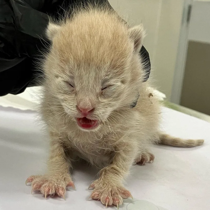 A baby small-sized male Buff / Tan / Fawn Domestic Short Hair cat named Momo for adoption in Las Cruces, NM