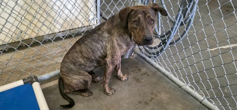 A young medium-sized male Plott Hound dog named Ranger for adoption in California City, CA