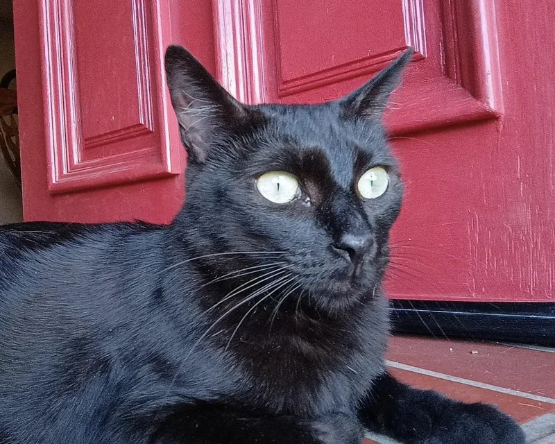 Ms. Valerie Frizzle thumbnail 3