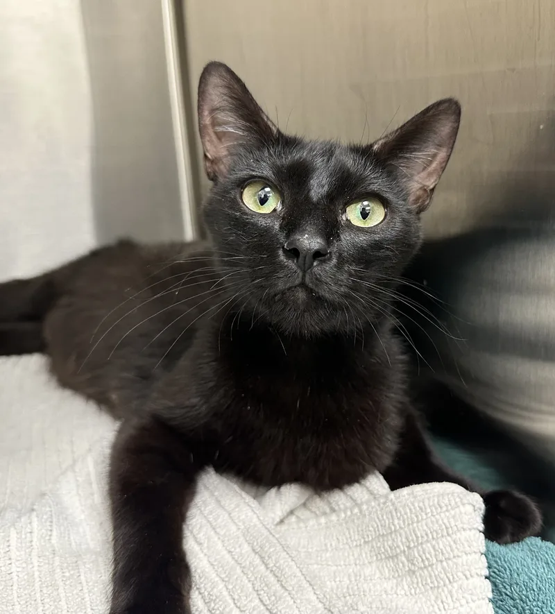 Ms. Valerie Frizzle thumbnail 4