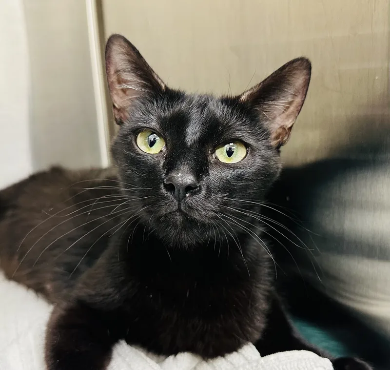 Ms. Valerie Frizzle thumbnail 5