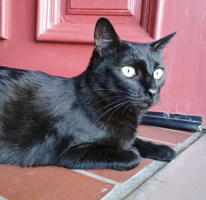 Ms. Valerie Frizzle thumbnail 6