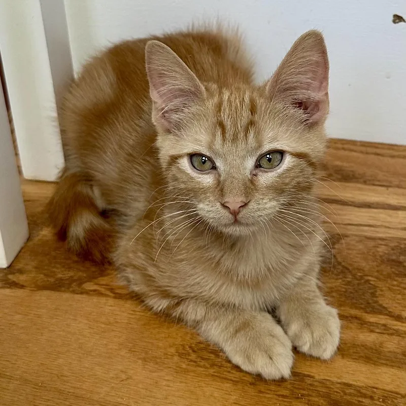 A baby small-sized male Tabby (Orange / Red) Domestic Short Hair cat named Cheese Doodle for adoption in Richmond, VA