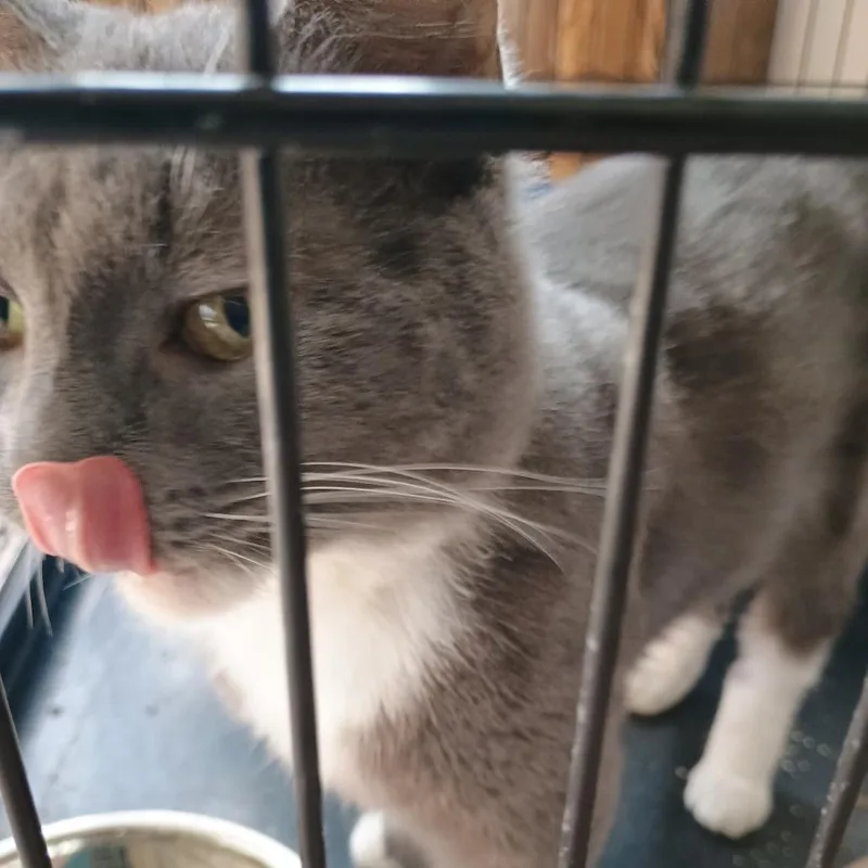 An adult medium-sized female Gray / Blue / Silver Domestic Short Hair cat named Misty for adoption in Irwin, PA