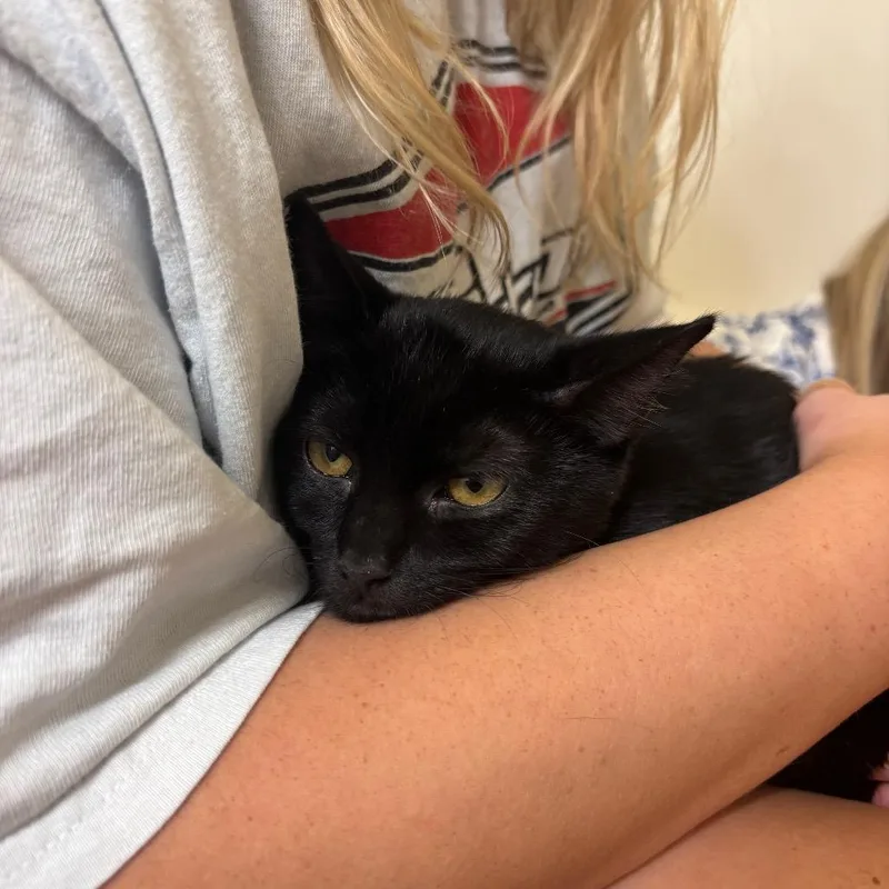 A baby small-sized male Domestic Short Hair cat named Miso for adoption in Columbia, MO