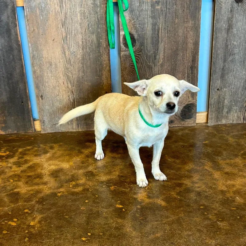 A young small-sized female Chihuahua dog named Tulip for adoption in Milwaukee, WI