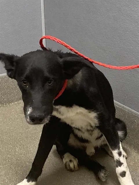 A young medium-sized male Husky dog named Kobe for adoption in Las Vegas, NV