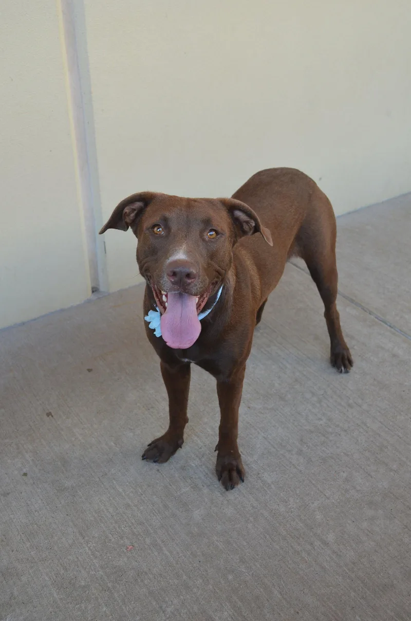 An adult large-sized female Labrador Retriever dog named Mocha for adoption in McKinney, TX