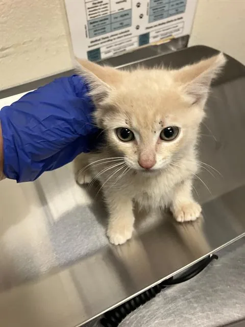 A baby small-sized male Domestic Short Hair cat named Gus Gus for adoption in Long Beach, CA