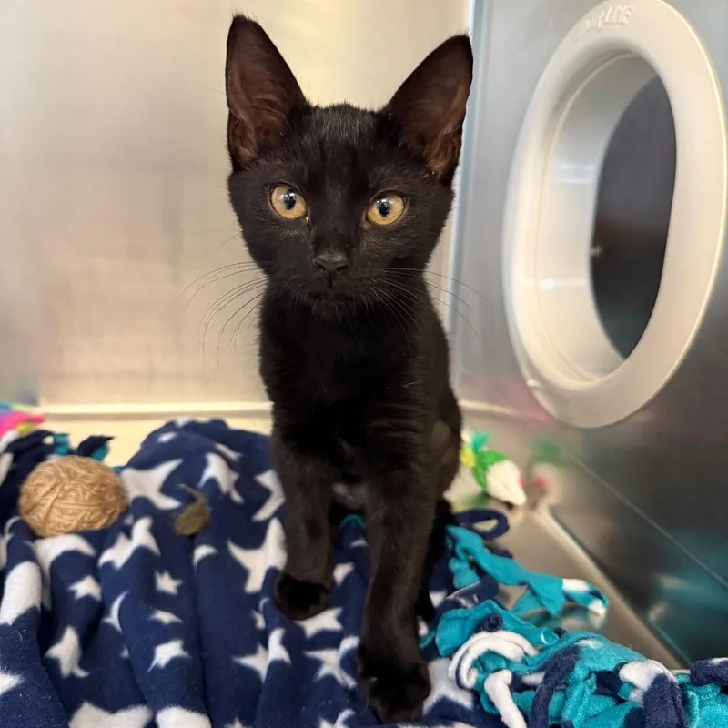 A baby small-sized female Black Domestic Short Hair cat named Flora for adoption in West Palm Beach, FL