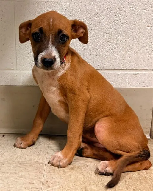 A baby small-sized female Boxer dog named Petunia for adoption in Statesville, NC