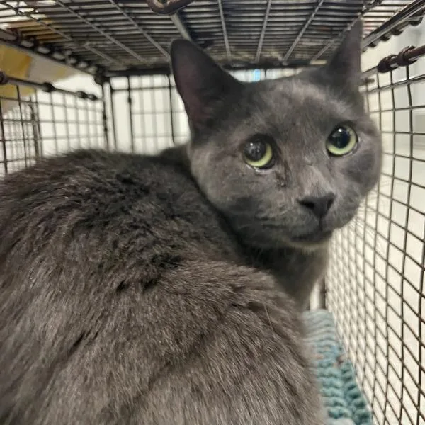 An adult medium-sized male Domestic Short Hair cat named Sir Floofington for adoption in Des Moines, IA