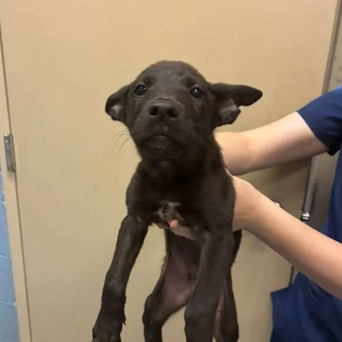 A baby medium-sized male Black Mixed Breed dog named Sol for adoption in Gadsden, AL