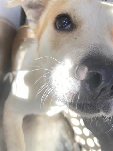 A young medium-sized male Terrier dog named Troy for adoption in Tucson, AZ