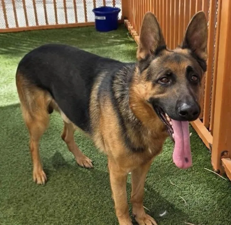 An adult large-sized male German Shepherd Dog dog named Briggs for adoption in Plummer, ID