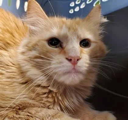 An adult large-sized female Domestic Long Hair cat named Garf for adoption in Kansas City, MO