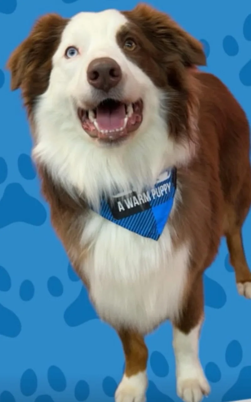 Otto ~ Local Boy thumbnail 2