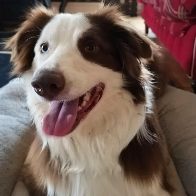 A young medium-sized male Red / Chestnut / Orange Australian Shepherd dog named Otto ~ Local Boy for adoption in Andover, MA