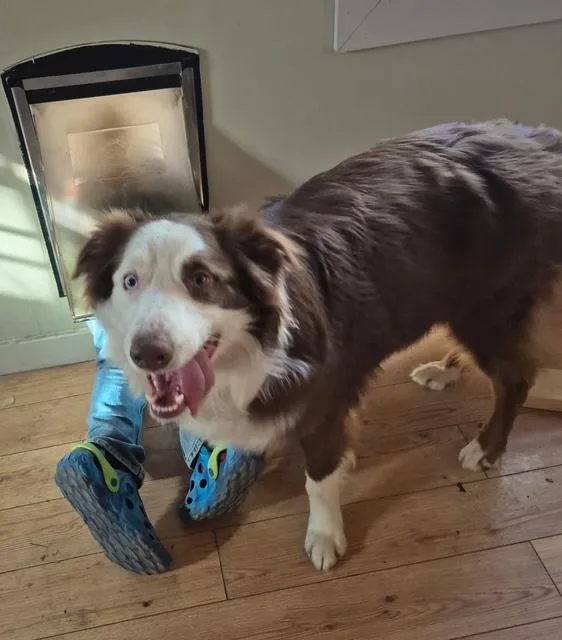 Otto ~ Local Boy thumbnail 3