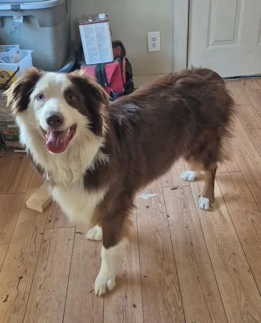 Otto ~ Local Boy thumbnail 5