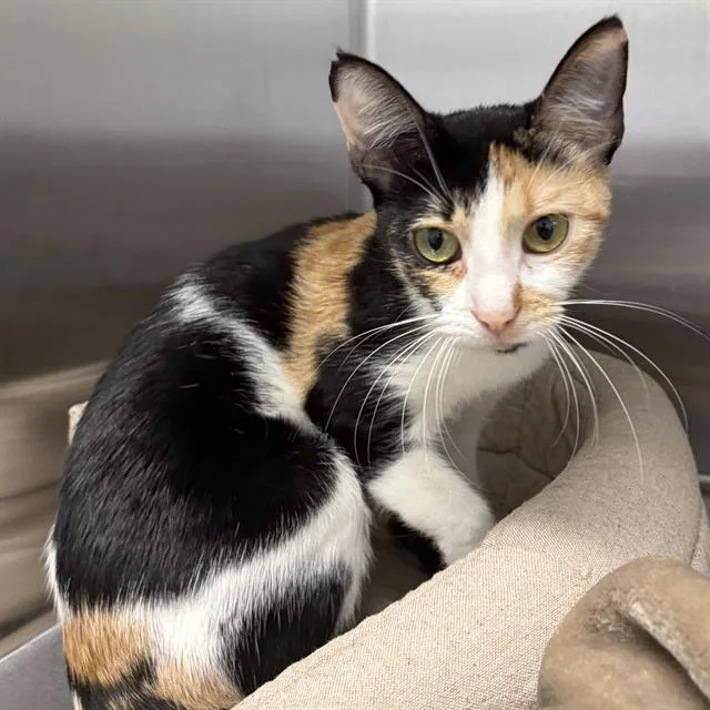 A young small-sized female Domestic Short Hair cat named Mocha for adoption in Centerville, MA