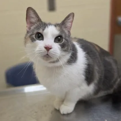 A senior large-sized female Domestic Short Hair cat named Oriana for adoption in Westland, MI