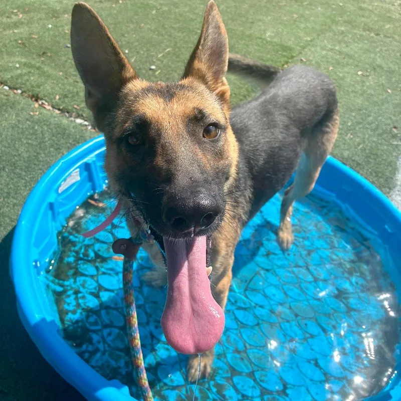 A young large-sized female Black Mixed Breed dog named Alyssa for adoption in Memphis, TN
