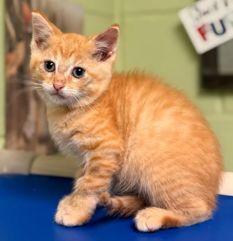 A baby small-sized male Domestic Short Hair cat named Benz for adoption in Defiance, OH