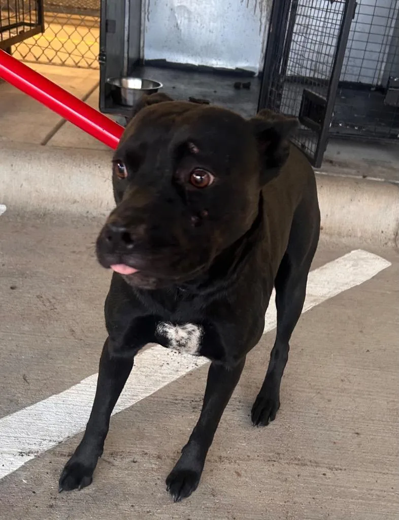 A young medium-sized female Staffordshire Bull Terrier dog named Zeva for adoption in Belton, TX