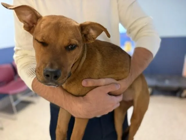 A baby small-sized female Terrier dog named Lily for adoption in Miami, FL