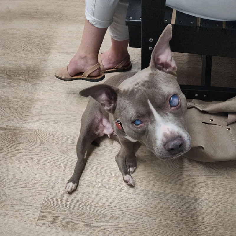 Dixie  Perfect Girl! thumbnail 2