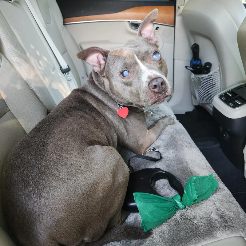 Dixie  Perfect Girl! thumbnail 6