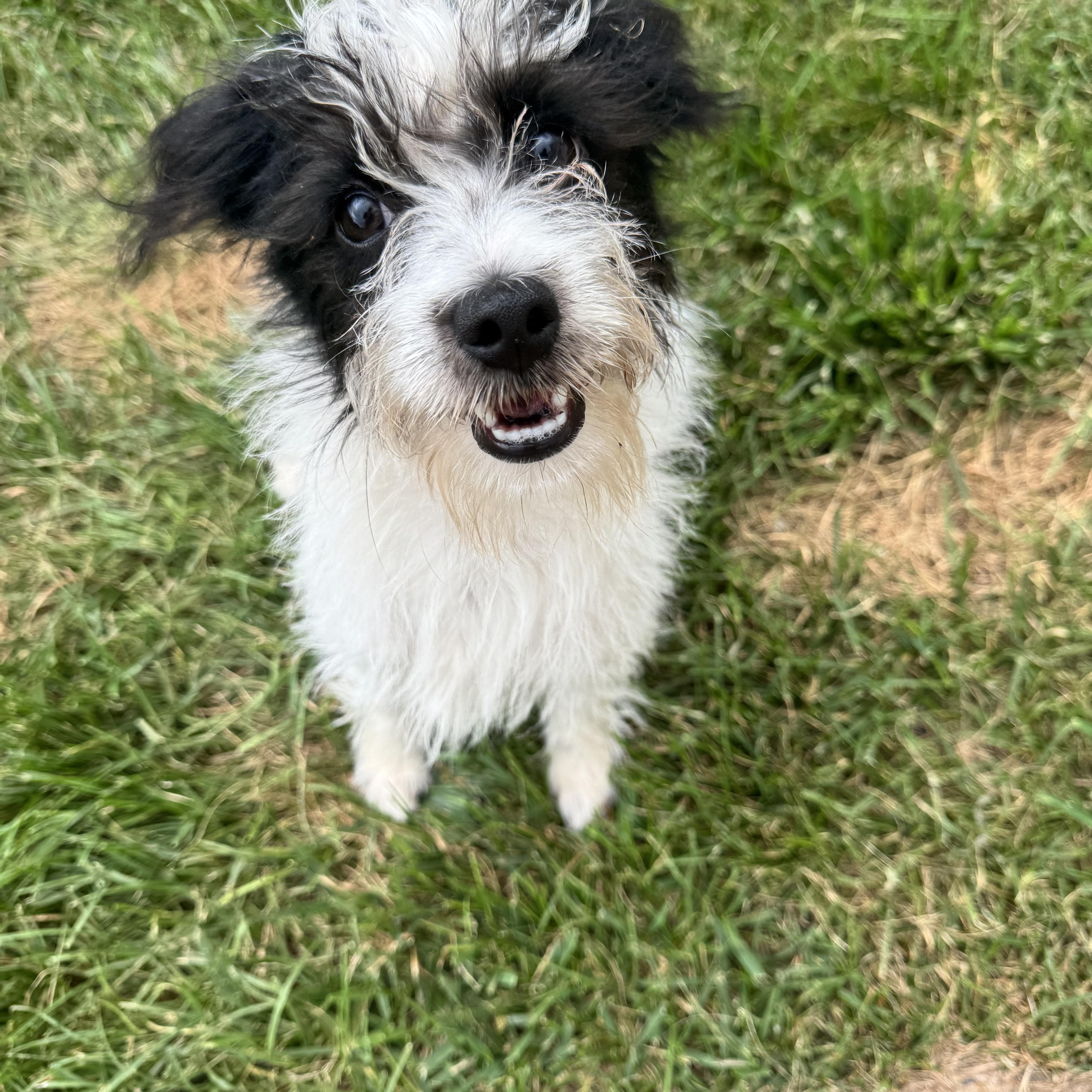 A baby small-sized male Schnauzer dog named Kory for adoption in Gainesville, VA