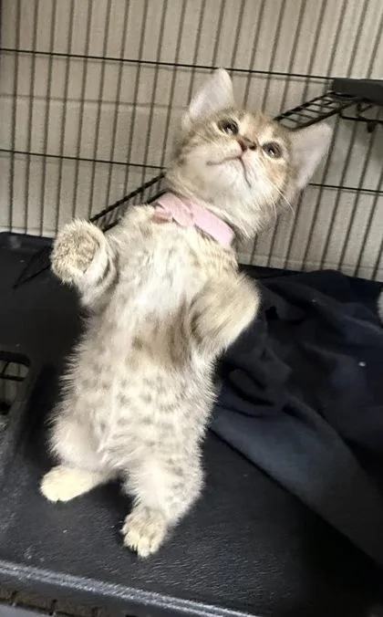 A baby small-sized female Domestic Short Hair cat named Lola for adoption in Wilkesboro, NC