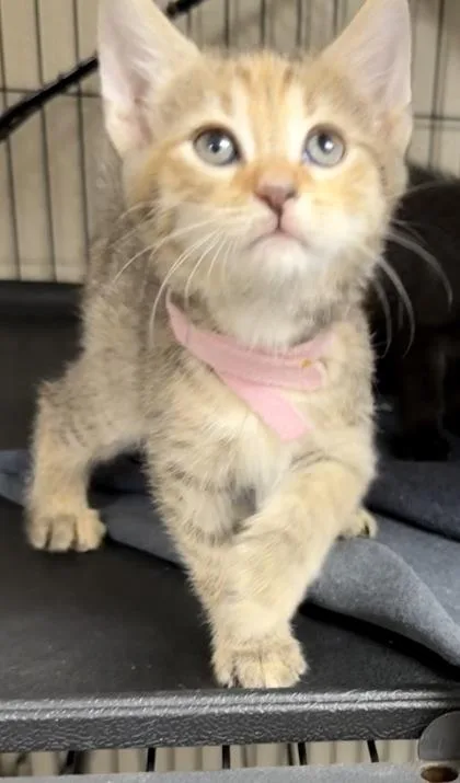 Lola thumbnail 3
