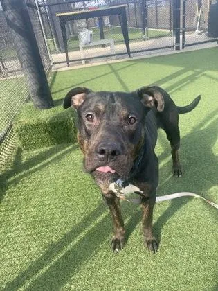 An adult large-sized male Black Pit Bull Terrier dog named Taurus for adoption in Kansas City, MO