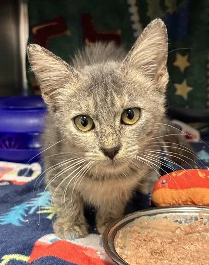 A baby small-sized female Gray / Blue / Silver Domestic Short Hair cat named Miss Mantle for adoption in Kansas City, MO