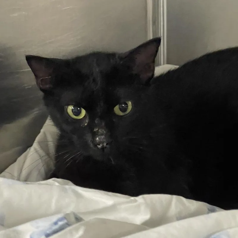 A young medium-sized female Black Domestic Short Hair cat named Circuit for adoption in Tulsa, OK