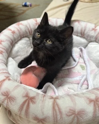 A baby medium-sized female Domestic Short Hair cat named Frosted Flakes for adoption in Pleasanton, CA