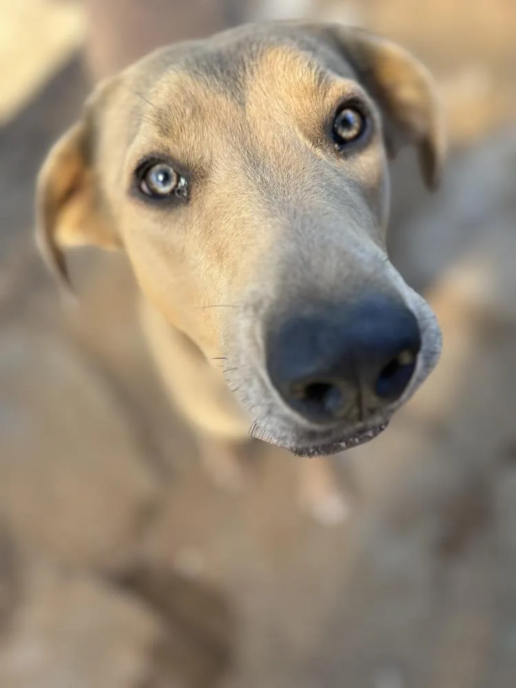 Ola