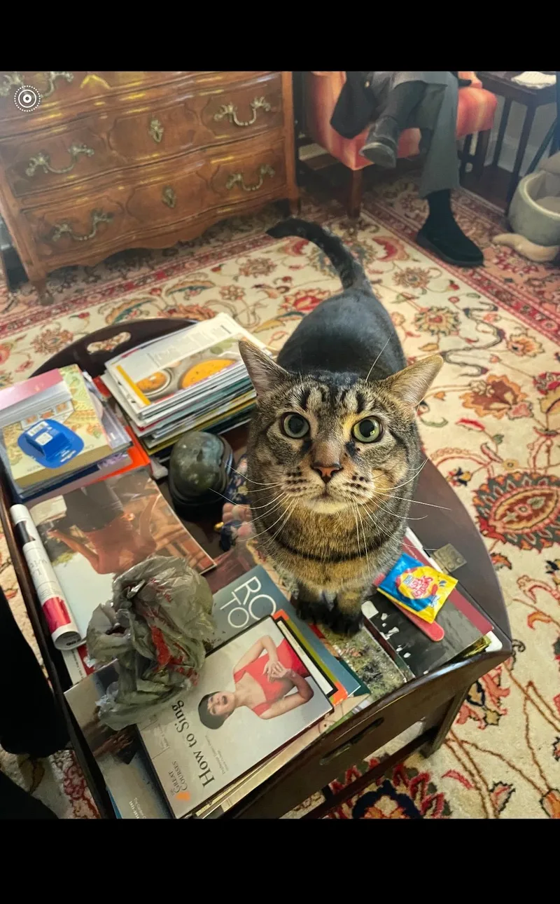 An adult medium-sized male Tabby (Gray / Blue / Silver) Tabby cat named Thomasdeclawed Urgent for adoption in New Orleans, LA