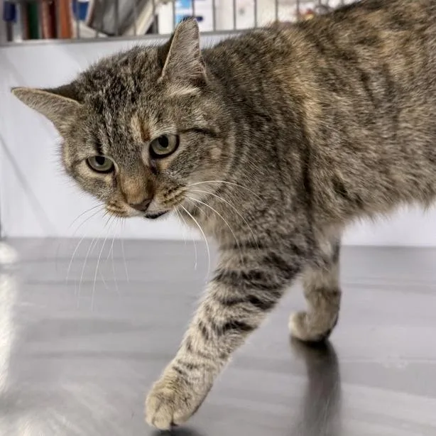 Hamburger Junior thumbnail 2