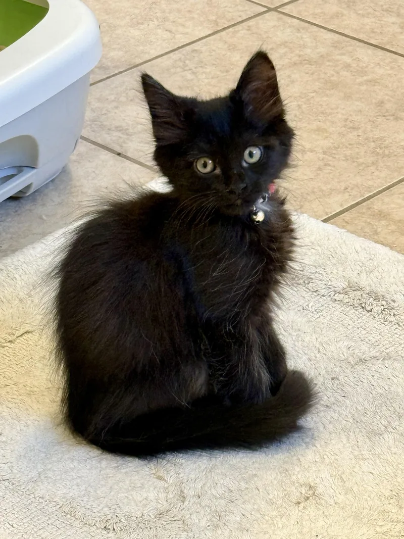 A baby medium-sized female Black Domestic Long Hair cat named Baby Bear for adoption in Houston, TX