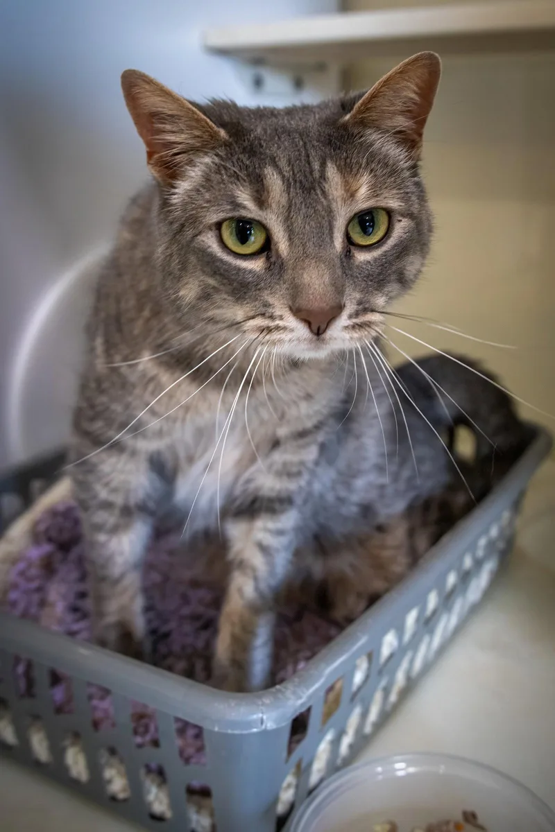 An adult medium-sized female Tabby cat named Stella for adoption in Greenville, DE