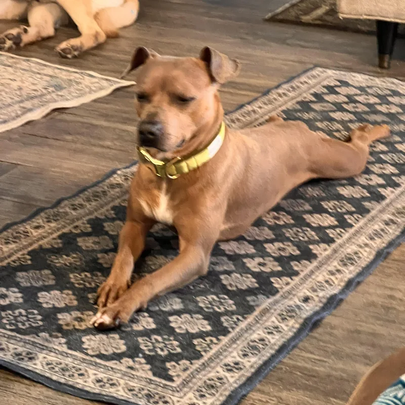 An adult medium-sized male Golden American Staffordshire Terrier dog named Cody for adoption in Choctaw, OK
