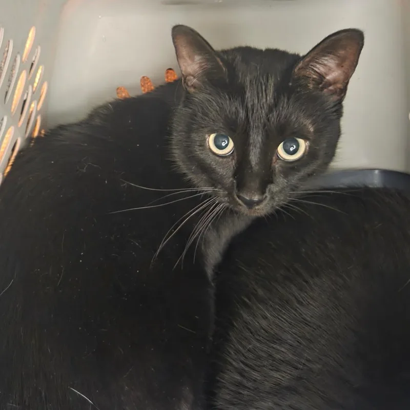 An adult large-sized female Black Domestic Short Hair cat named Beauty for adoption in Chattanooga, TN